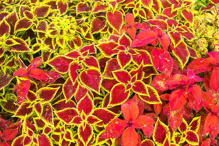 圣诞节颜色黄色植物群叶子红色绿色季节植物背景图片