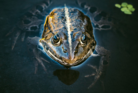青蛙头动物爬虫蛙科宏观身体水龙头摄影眼睛沼泽黑色背景图片