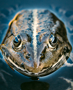 青蛙头爬虫摄影水龙头沼泽黑色身体蛙科宏观动物眼睛背景图片