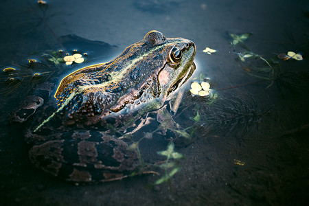 水中的青蛙蛙科眼睛黑色摄影沼泽宏观身体绿色爬虫动物背景图片
