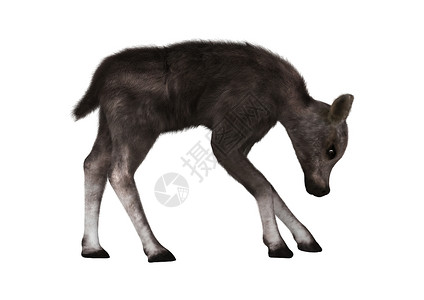 Caribou 驯鹿小牛哺乳动物荒野水平白色幼兽动物野生动物背景图片