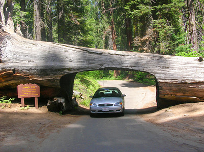 柏北美红杉塞科西亚国家公园的自然隧道背景
