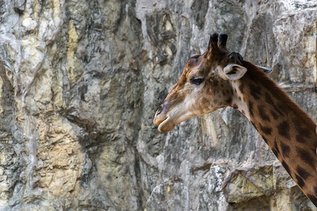 法拉菲当心旅行国家鼻子公园哺乳动物动物园手表野生动物荒野背景图片