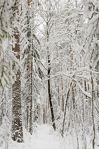 冬季开始天气环境公园下雪松树暴风雪风景季节枝条桦木寒冷的高清图片素材