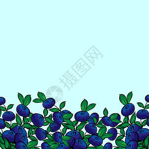 蓝莓布什蓝莓水果花卉绿色甜点浆果背景矢量蓝色季节森林背景图片