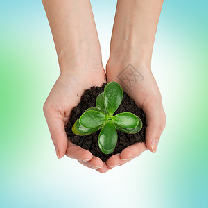 人类手中握着绿色植物与地面背景图片