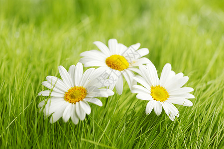 洋甘菊花植物绿色甘菊草地环境白色场地雏菊背景图片