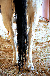 马尾白色哺乳动物谷仓牧场黑色农场头发动物背景图片
