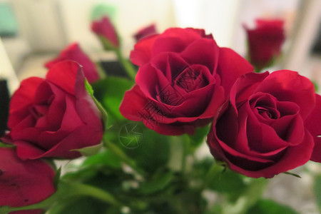 玫瑰花红色背景图片