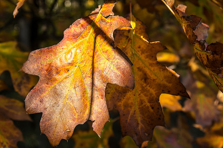 秋天的橡树叶树木树叶季节植物背景图片