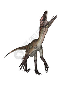 乌塔拉托尔动物荒野捕食者怪物食肉生物危险白色恐龙背景图片