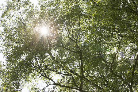 太阳穿过树木绿色植物区系叶子背景图片