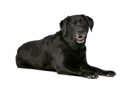 犬嵴黑色的一只动物图片素材