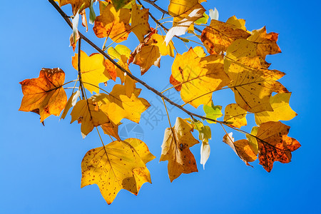 蓝天的秋叶橙子独木舟地面植物季节黄色树叶叶子森林公园背景图片