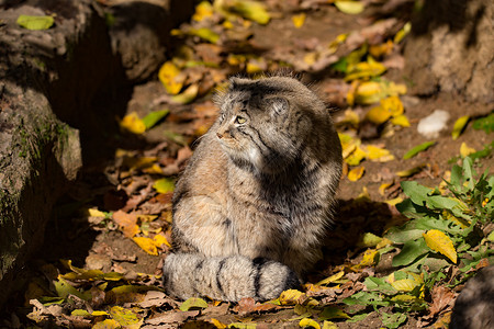 帕拉斯猫美丽的野猫 帕拉斯的猫 奥托科洛布马奴哺乳动物猫科野生动物毛皮荒野食肉濒危动物眼睛头发背景