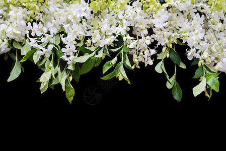 花在背景上花朵绿色植物季节美丽花瓣花束叶子紫色白色背景图片