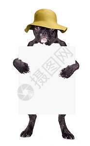 戴帽子的法国斗牛犬小狗创造力宠物棕色婴儿哺乳动物黑色斗牛士血统工作室动物背景图片