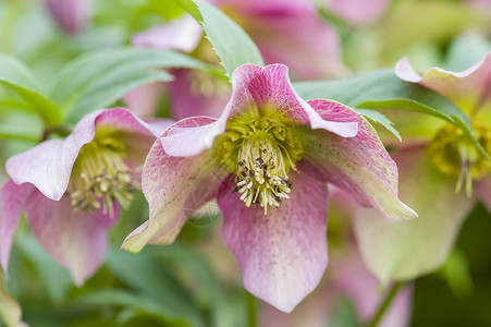 粉红花角花园花瓣粉色花粉绿色季节宏观植物雌蕊花蜜背景图片