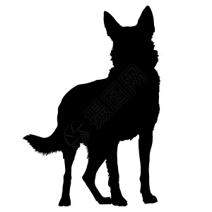 纯黑色底素材德国黑色品种警犬身体犬类尾巴插画