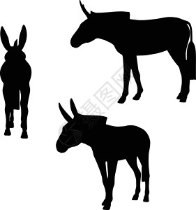 驴环形图驴骡小马哺乳动物阴影骡子冒充插图草图姿势白色背景图片