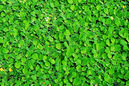 水栗子浮萍生态绿色芦苇菱角沼泽植物背景图片