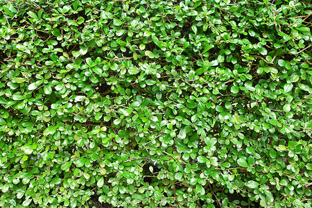 绿墙植物生态墙纸植物群背景图片