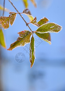 清晨第一次霜冻在植物上冰晶白色红色黄叶静物花园背景图片