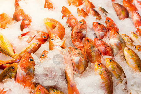 潮湿市场上的红鹿角鱼贝类展示团体冰镇销售量渔夫海鲜食物鲷鱼美食新鲜的高清图片素材