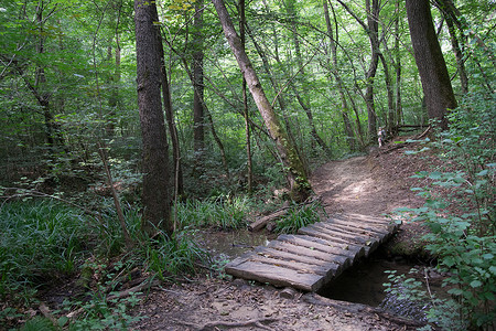 在森林中徒步旅行假期森林绿色远足旅游背景图片