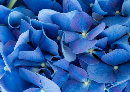 紫花朵花卉散景植物蓝色背景花朵冷色调背景图片