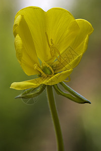 黄黄色花朵双叶月见草花园绿色洋甘菊阴影花粉棕色荒野叶子雌蕊背景图片