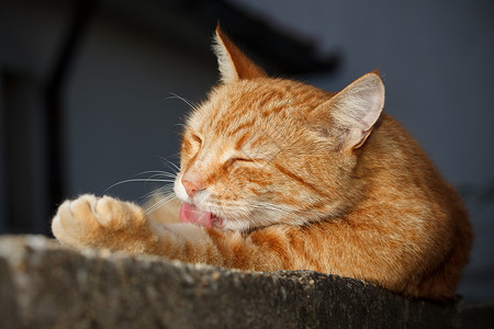猫舌清洁猫背景