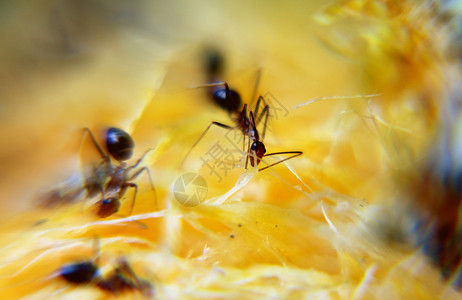 黄色蚂蚁食用成熟水果的蚂蚁背景