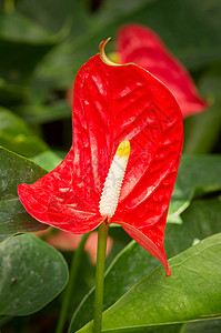 新鲜的火烈鸟花团体热带异国心形尾巴情调植物绿色花朵红色背景图片