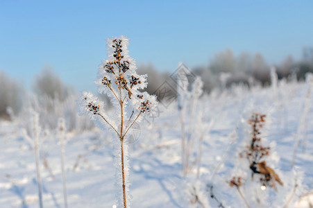 雪草Hoarfrost 冷冻蓝色场地乡村草地色调宏观季节性植物花园水晶背景