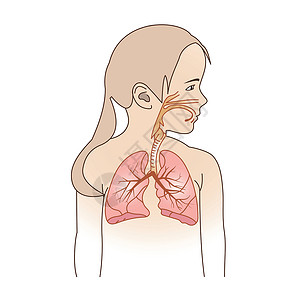 呼吸新鲜空气儿童呼吸疗养计划解剖学纤毛隔膜胸部器官疫苗疾病流感药品图表插画
