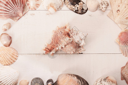 shell 背景食品贝壳健康饮食菜单食物扇贝海鲜高架海滨贝类背景图片