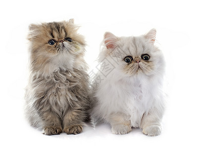 百塞小猫棕色工作室虎斑长发白色宠物动物猫科背景图片