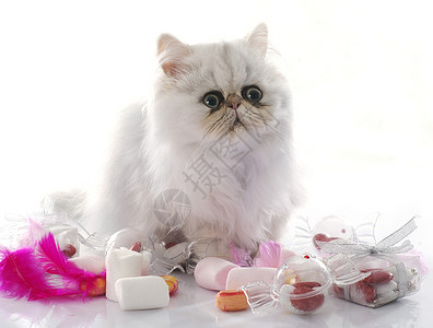 百塞小猫糖果白色猫科动物宠物长发羽毛工作室动物背景图片