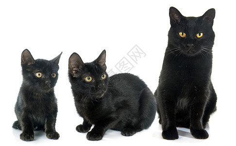 三只黑黑猫背景图片