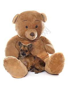 棕色小狗玩具小狗吉娃娃和泰迪熊背景