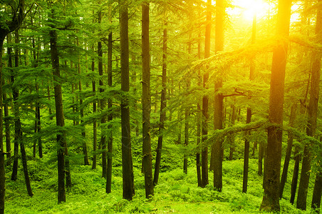 金光下的松树林高清图片