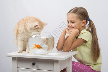 一只金鱼女孩看起来像一只猫 想抓金鱼的猫背景