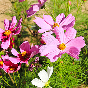 粉色菊花花花园雏菊植物群场地季节绿色黄色植物美丽背景图片