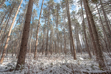 穿过一棵高山松树的森林国家寒冷寒意环境针叶灌木丛荒野分支机构晴天太阳寒冷的高清图片素材