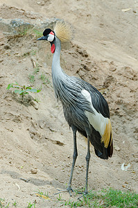灰色冠鹤鸟类国家脊椎动物黑色羽毛动物纹章红色脖子荒野背景