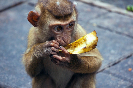 食香蕉的婴儿猴子小猴子动物野生动物背景图片
