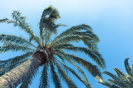 恢复图像风格棕榈树背景图片