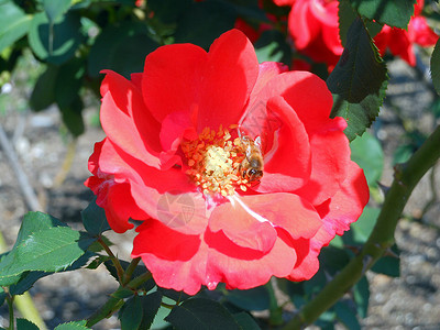 蜜蜂和玫瑰植物红色昆虫蜂蜜背景图片