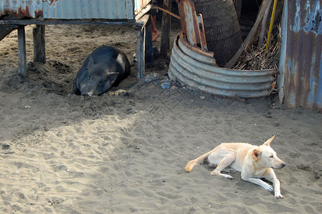 村里的猪和狗在沙滩上背景图片